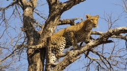 Mother Leopard in South Africa Mother Leopard in South Africa